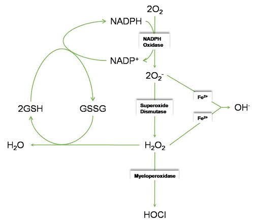 Myeloperoxidase-mediated Peroxidation of Chloride Ions