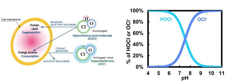 All Natural and Non-Toxic&nbsp;