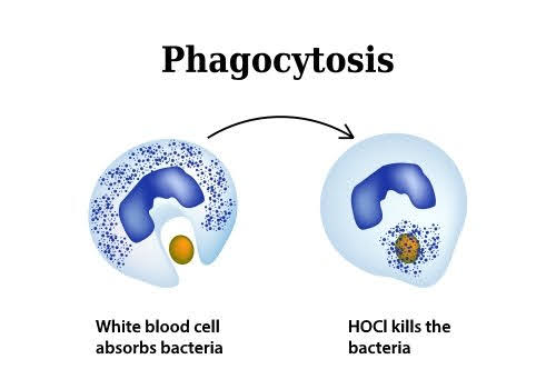 Phagocytosis by Neutrophils