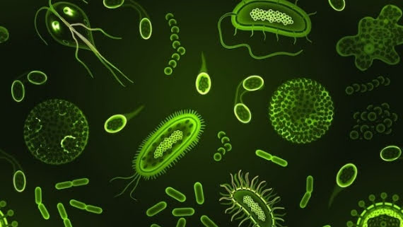 Total Microbial Count