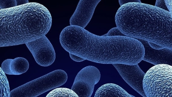 Bacteria