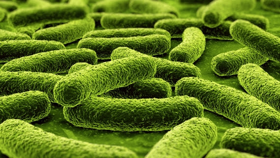 Food Safety