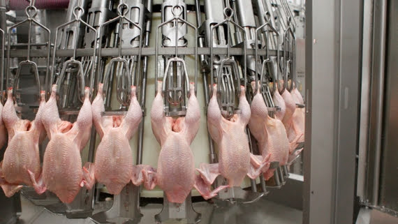 Poultry