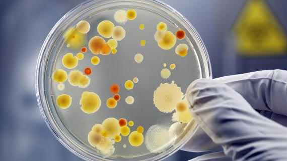 In Vitro Studies